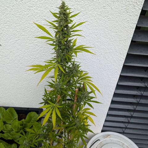 Monkey growlog timeline photo