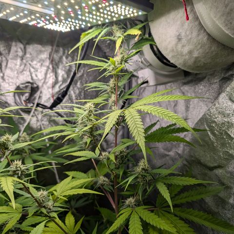 Pflännzi growlog timeline photo