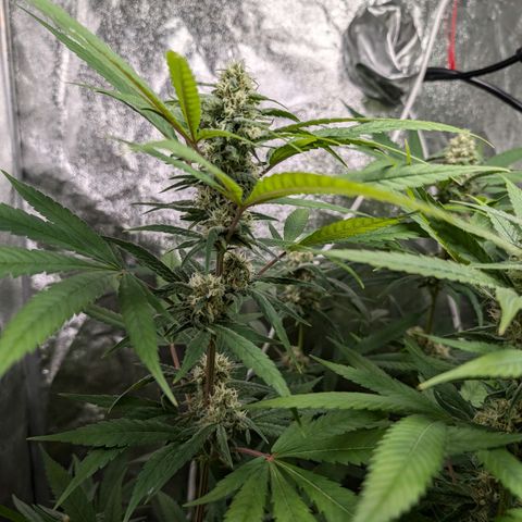 Pflännzi growlog timeline photo
