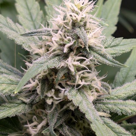 Pflännzi growlog timeline photo