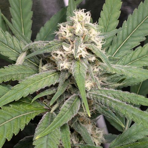 Pflännzi growlog timeline photo