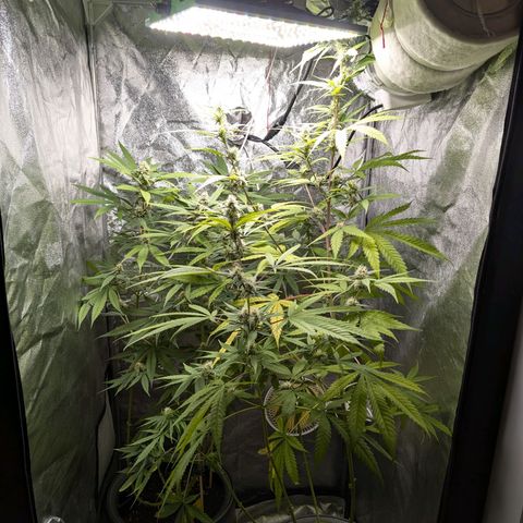 Pflännzi growlog timeline photo