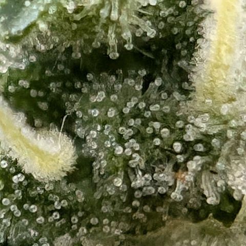 Monkey growlog timeline photo