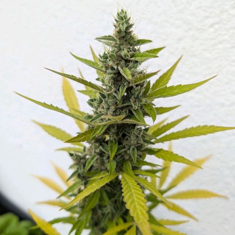 Monkey growlog timeline photo