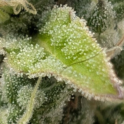Monkey growlog timeline photo
