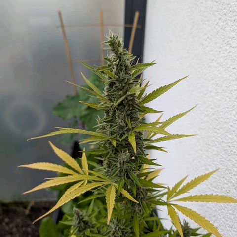 Monkey growlog timeline photo