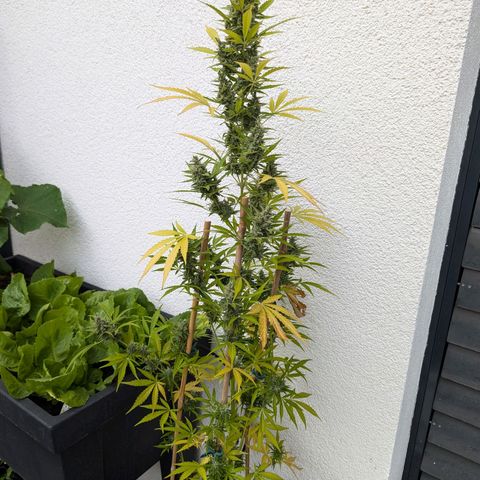 Monkey growlog timeline photo