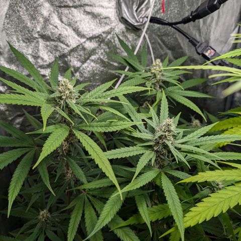 Pflännzi growlog timeline photo