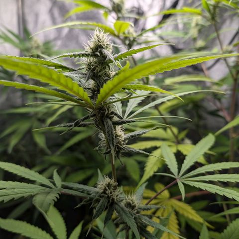 Pflännzi growlog timeline photo