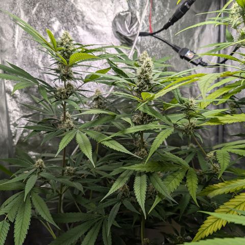 Pflännzi growlog timeline photo