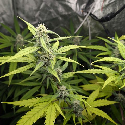 Pflännzi growlog timeline photo