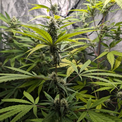 Pflännzi growlog timeline photo