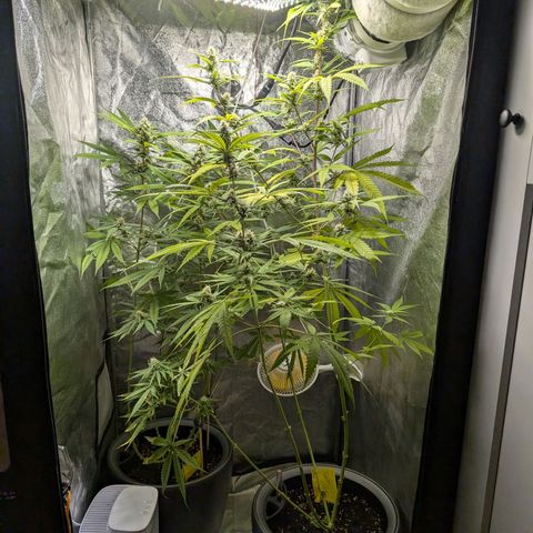 Pflännzi growlog timeline photo