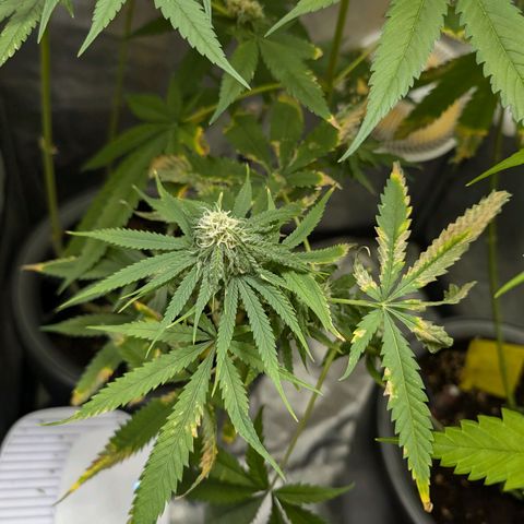 Pflännzi growlog timeline photo