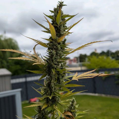 Monkey growlog timeline photo