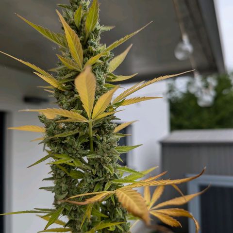 Monkey growlog timeline photo