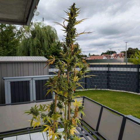 Monkey growlog timeline photo