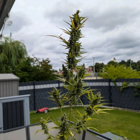 Monkey growlog timeline photo