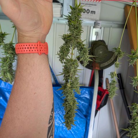Monkey growlog timeline photo