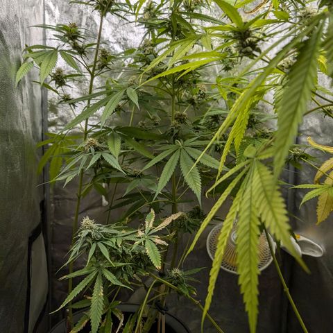 Pflännzi growlog timeline photo