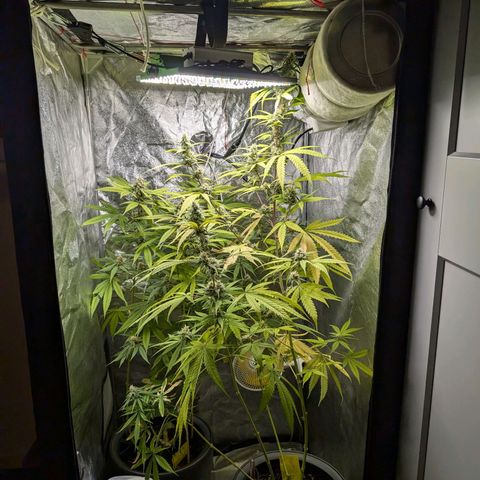 Pflännzi growlog timeline photo