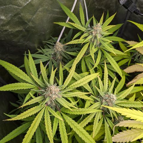 Pflännzi growlog timeline photo
