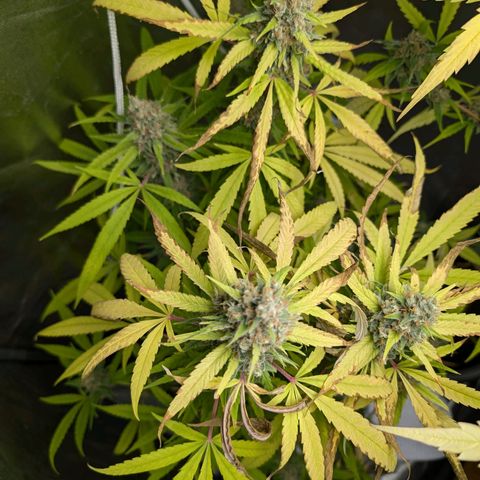 Pflännzi growlog timeline photo