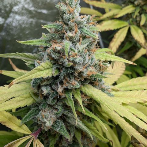 Pflännzi growlog timeline photo