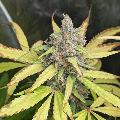 Pflännzi growlog timeline photo