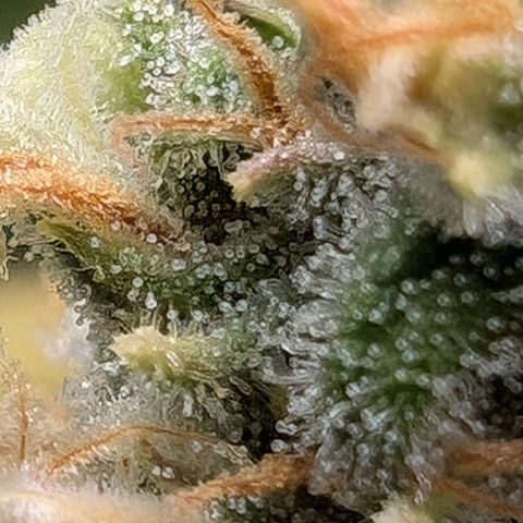 Pflännzi growlog timeline photo
