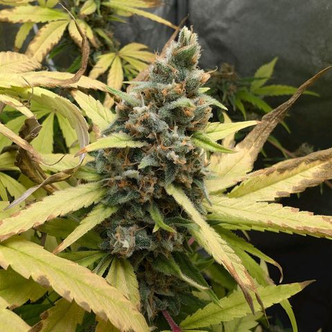 Pflännzi growlog timeline photo