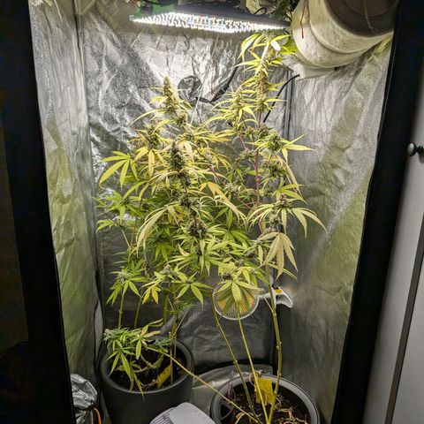 Pflännzi growlog timeline photo