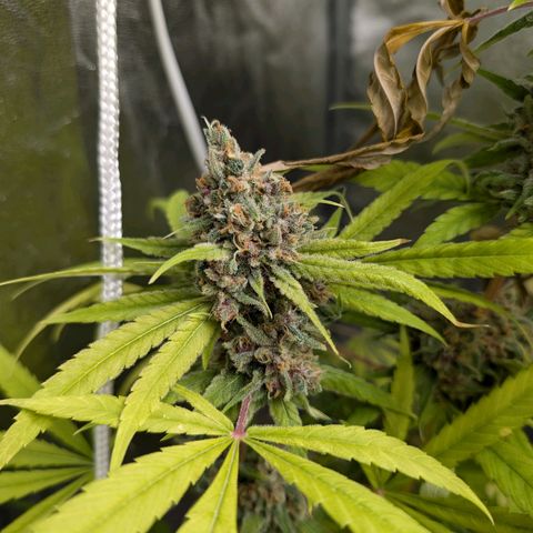 Pflännzi growlog timeline photo