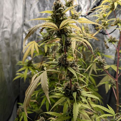 Pflännzi growlog timeline photo