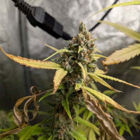 Pflännzi growlog timeline photo