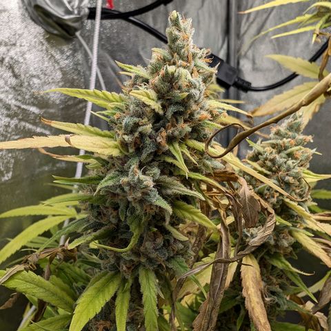 Pflännzi growlog timeline photo
