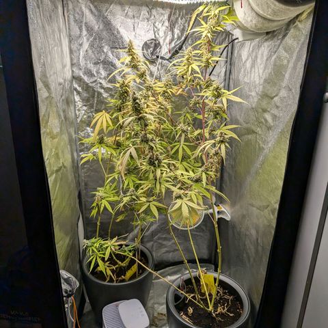 Pflännzi growlog timeline photo