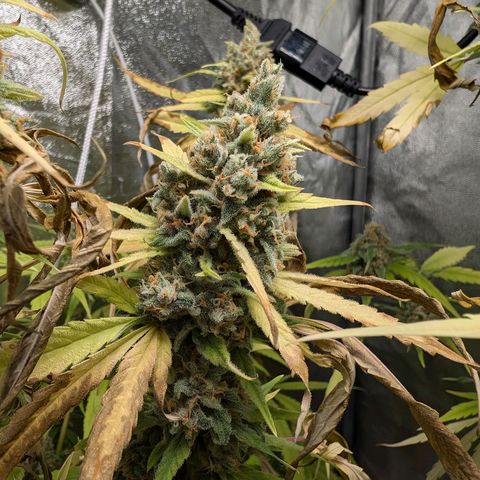 Pflännzi growlog timeline photo
