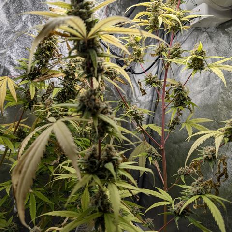 Pflännzi growlog timeline photo