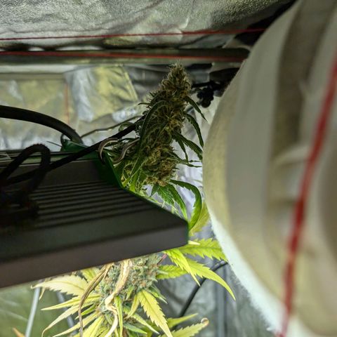Pflännzi growlog timeline photo