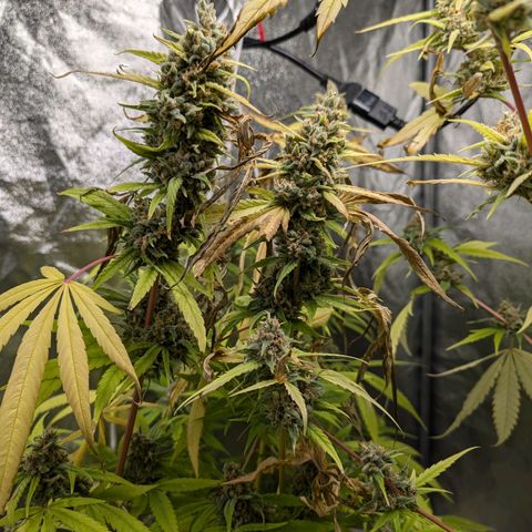 Pflännzi growlog timeline photo
