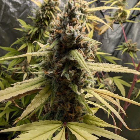 Pflännzi growlog timeline photo