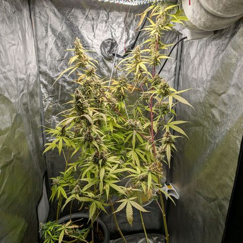 Pflännzi growlog timeline photo