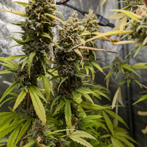 Pflännzi growlog timeline photo