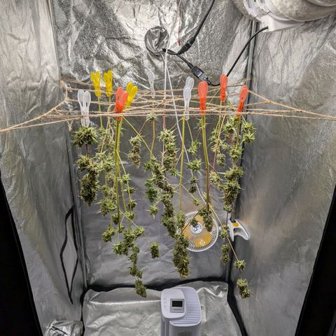Pflännzi growlog timeline photo