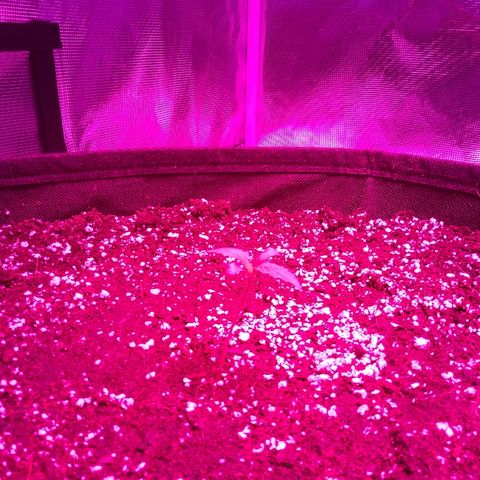 Cheese growlog timeline photo