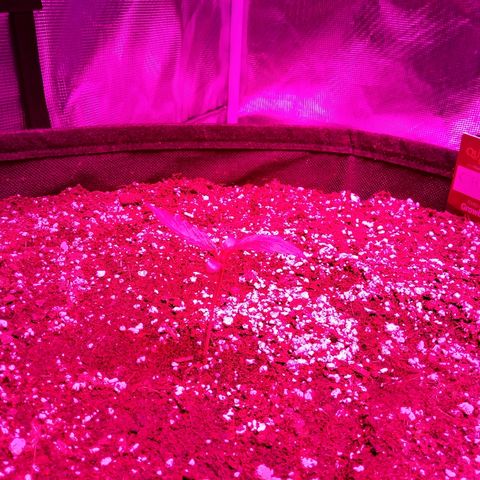 Cheese growlog timeline photo