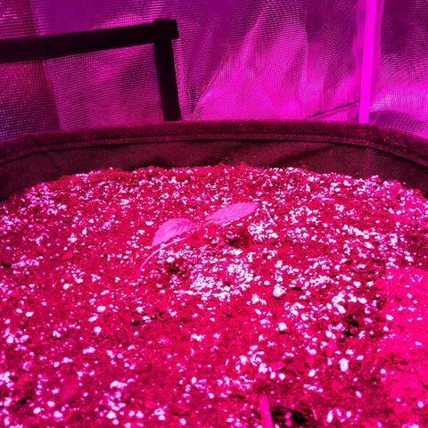 Cheese growlog timeline photo
