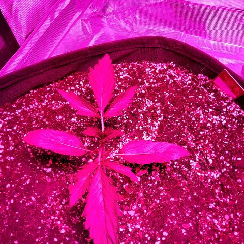 Cheese growlog timeline photo