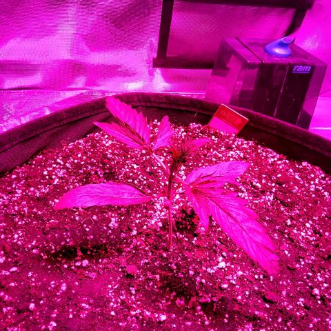 Cheese growlog timeline photo